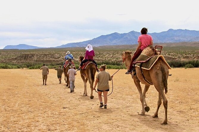 Camel Safari - Camel Ride and Zoo Tour - Experience Highlights