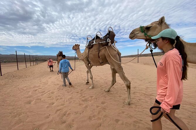 Camel Safari - Camel Ride and Zoo Tour - Guided Zoo Tour