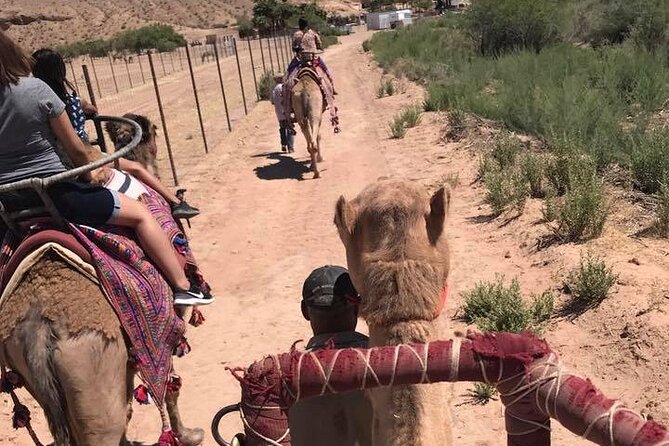 Camel Safari - Camel Ride and Zoo Tour - Logistics and Meeting Point