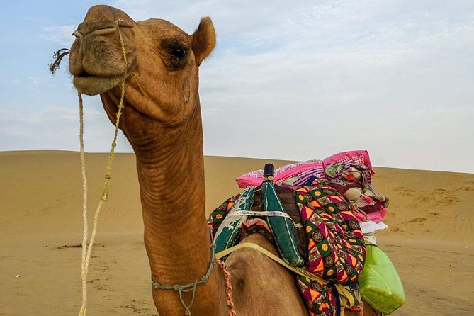 Camel Safari in Thar Desert - Inclusions and Pricing