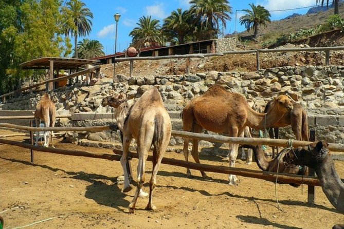 Camel Safari Through the Dunes of Maspalomas - Booking and Cancellation Policy