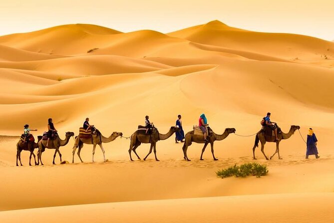 Camel Trek With 1 Night in Luxury Camp With Dinner+ Sundbording - Overview and Experience