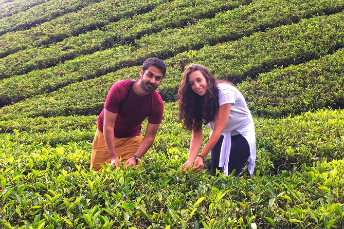 Cameron Highland Best Tour From Ipoh (Private Day Trip) - Iskandar Waterfall