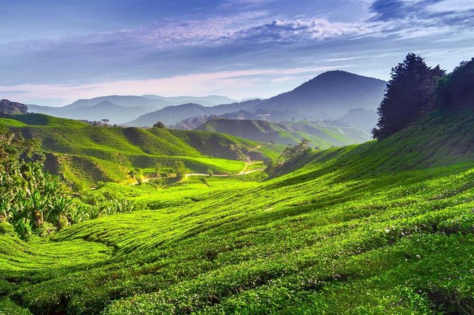 Cameron Highland Day Tour - Journey to Cameron Highlands