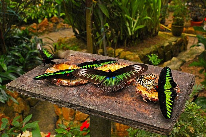Cameron Highland Day Tour From Kuala Lumpur By Group - Cultural Experiences