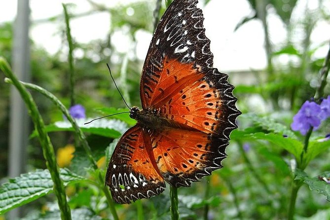 Cameron Highland Day Tour From Kuala Lumpur - Visiting Indigenous Crafts