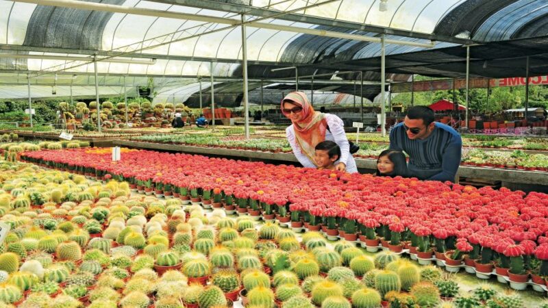 Cameron Highlands 1 Day Tour From Kuala Lumpur - Cameron Highlands Background