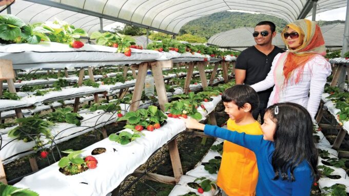 Cameron Highlands 1 Day Tour From Kuala Lumpur - Frequently Asked Questions