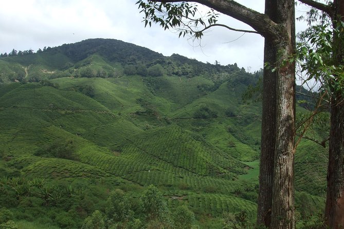Cameron Highlands Amazing Day Trip Tour With Local Lunch - Lata Iskandar Waterfall