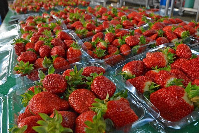 Cameron Highlands Day Tour From Kuala Lumpur - Pickup and Drop-off Details