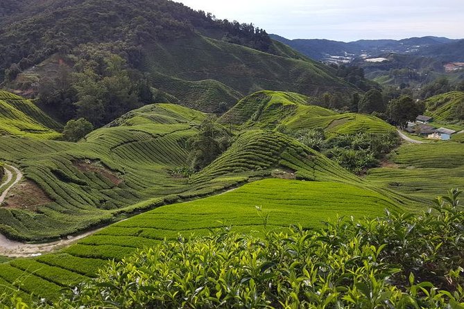 Cameron Highlands Day Tour From Kuala Lumpur With Lunch (Sic - Shared Tours) - Key Points