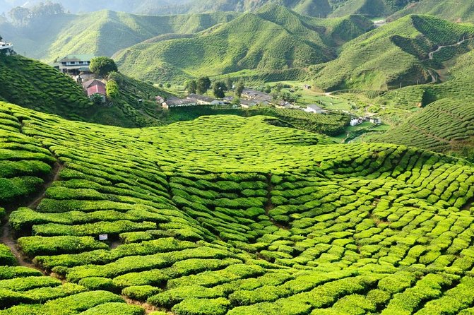 Cameron Highlands Day Tour From Kuala Lumpur With Lunch (Sic - Shared Tours) - Pickup and Drop-off Details