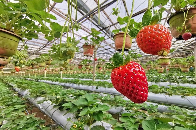Cameron Highlands Full-Day Nature Tour - Culinary Delights