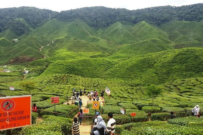 Cameron Highlands Full Day Tour (Pick up From Kuala Lumpur) - Exploring Cameron Highlands