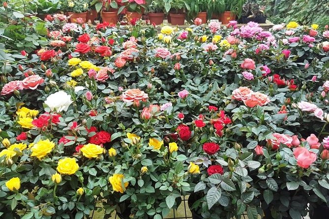 Cameron Highlands Full Day Tour (Pick up From Kuala Lumpur) - Highlights of the Tour