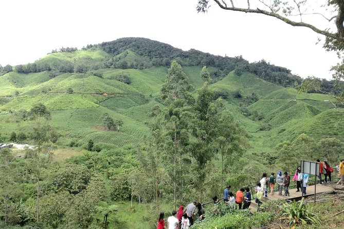 Cameron Highlands, Garden of Nature Full Day Private Guided Tour - Tour Details