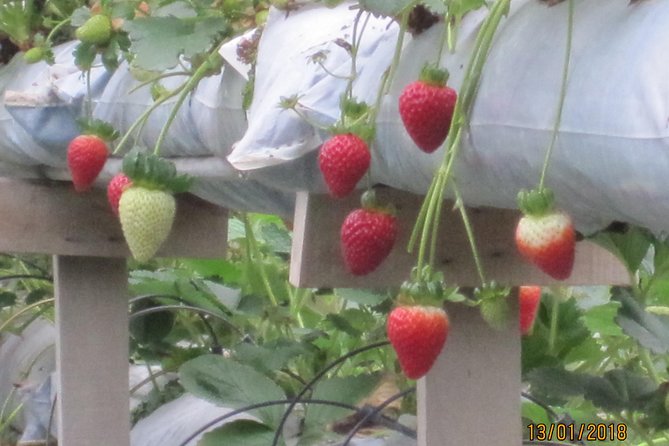 Cameron Highlands, Garden of Nature Full Day Private Guided Tour - Reviews and Feedback