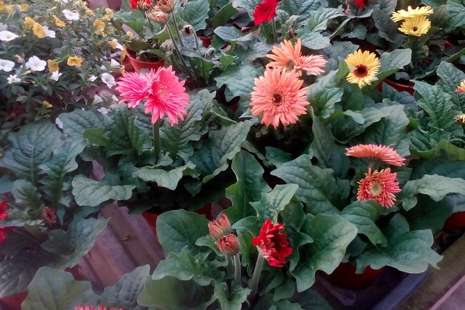 Cameron Highlands, Garden of Nature Full Day Private Guided Tour - Natural Wonderland Exploration