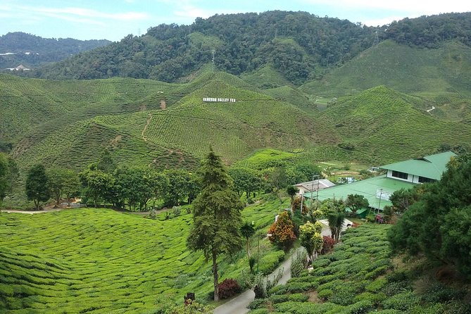 Cameron Highlands: Natures Wonder Amazing Rafflesia Explorer - Rafflesia Blooming and Experience
