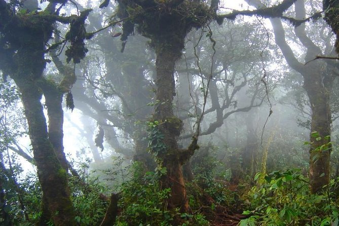 Cameron Highlands: Natures Wonder Amazing Rafflesia Explorer - Traveler Feedback
