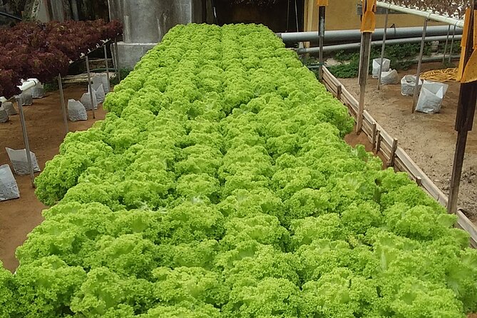 Cameron Highlands Sunrise Discovery - Additional Details