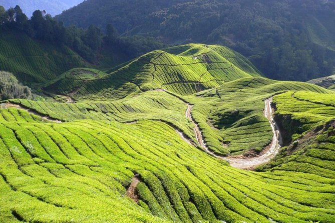 Cameron Highlands Tour From Kuala Lumpur - Accessibility and Mobility