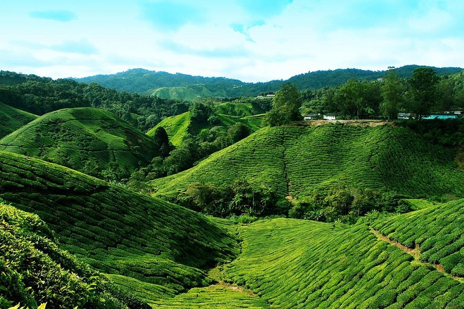 Cameron Highlands Tour From Kuala Lumpur - Booking and Cancellation