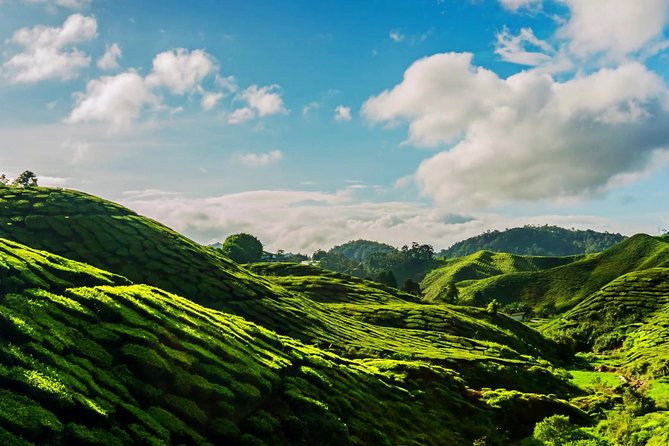 Cameron Highlands Tour With Lunch on Private Basis - Itinerary Highlights