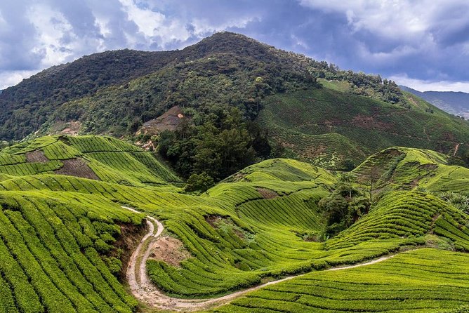 Cameron Highlands Tour With Lunch on Private Basis - Exploring Tea Plantations
