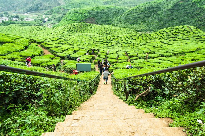 Cameron Highlands Tour With Lunch on Private Basis - Visiting Attractions and Villages