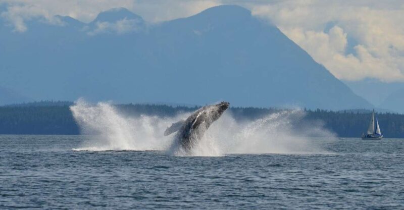 Campbell River: 6-Hour Whale Watching Boat Tour - Key Points