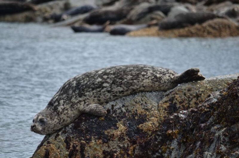 Campbell River: 6-Hour Whale Watching Boat Tour - Participant Information