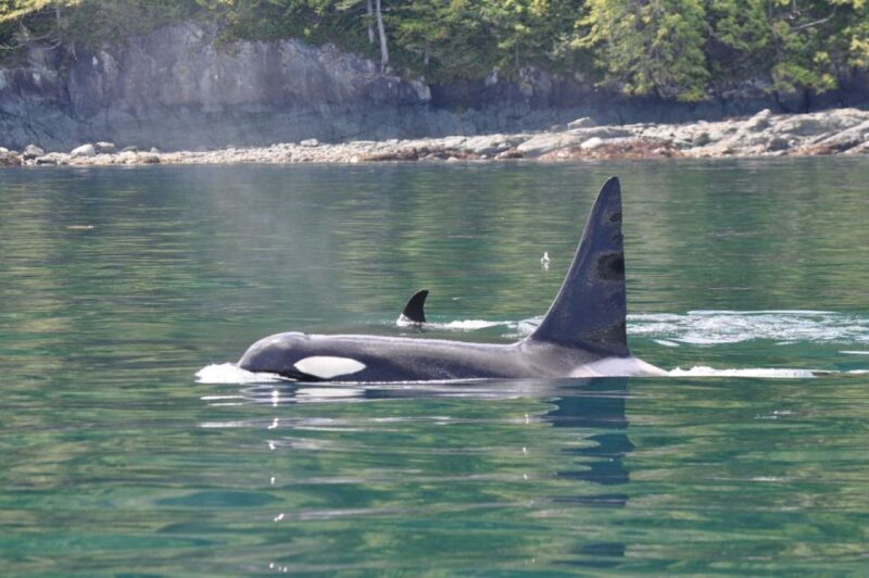 Campbell River: 6-Hour Whale Watching Boat Tour - Whale Watching Experiences