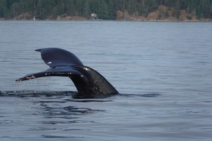Campbell River: 6-Hour Whale Watching Boat Tour - Exploring the Salish Sea