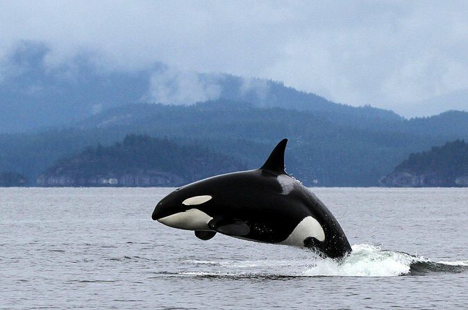 Campbell River, BC: 4 Hour Wildlife Tour Featuring Whale Watching - Practical Considerations