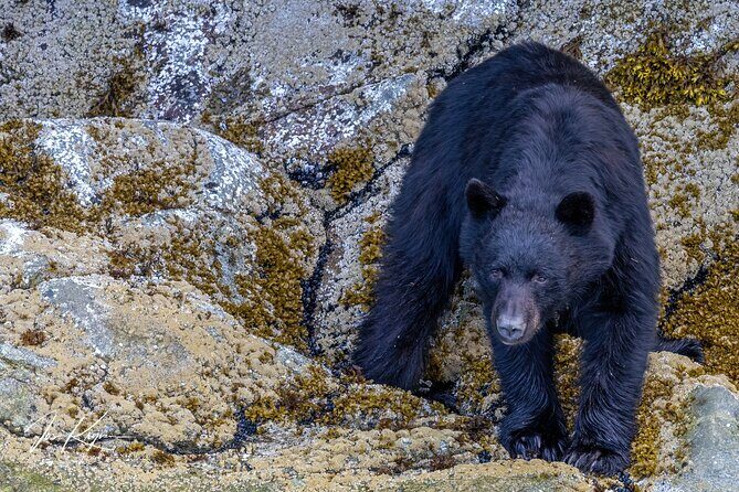 Campbell River, BC: 4 Hour Wildlife Tour Featuring Whale Watching - Authentic Reviews and What They Tell Us