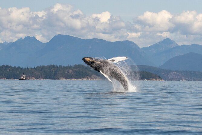 Campbell River, BC: 4 Hour Wildlife Tour Featuring Whale Watching - The Sum Up