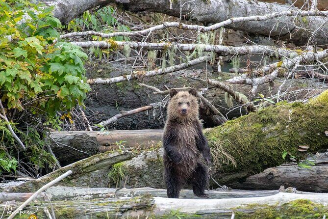 Campbell River, BC: Full Day Grizzly Bear Tour in Toba Inlet - An Honest Look at the Full-Day Grizzly Bear Tour in Toba Inlet