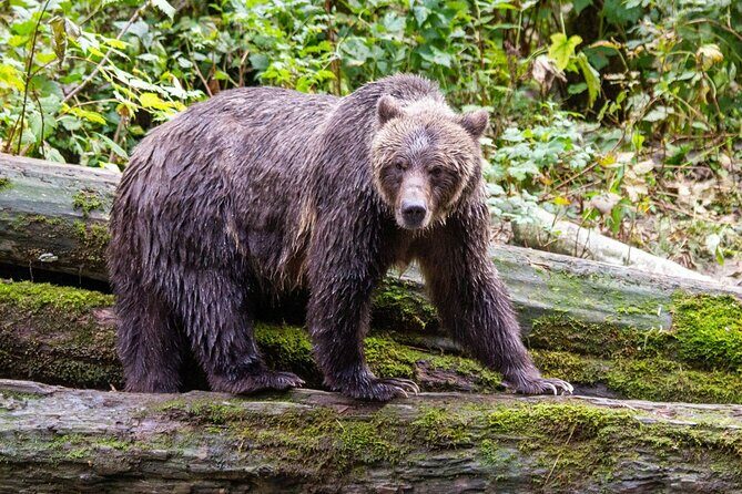 Campbell River, BC: Full Day Grizzly Bear Tour in Toba Inlet - The Sum Up