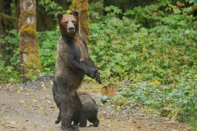 Campbell River, BC: Full Day Grizzly Bear Tour in Toba Inlet - FAQs