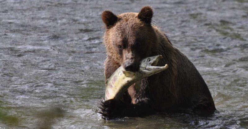 Campbell River: Bute Inlet Grizzly-Watching Tour & Boat Ride - Highlights