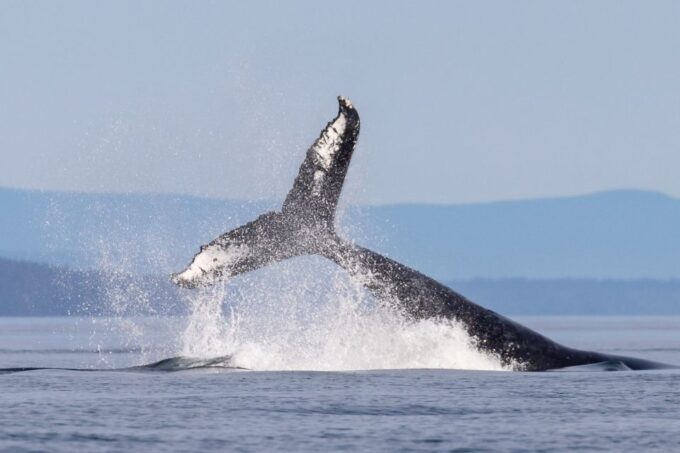 Campbell River: Bute Inlet Grizzly-Watching Tour & Boat Ride - Guided Tour