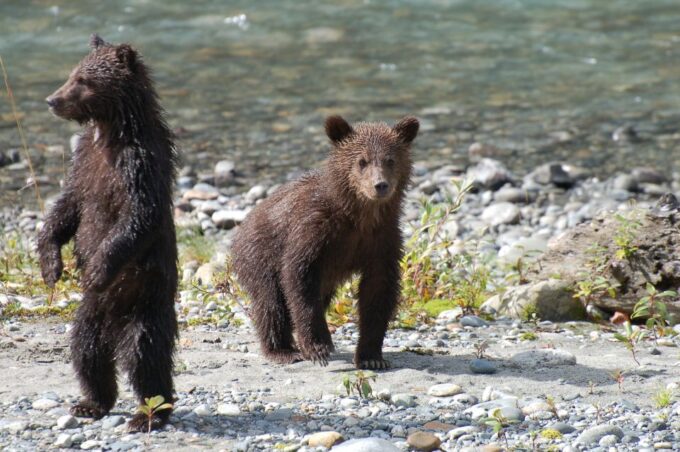 Campbell River: Bute Inlet Grizzly-Watching Tour & Boat Ride - Return Journey