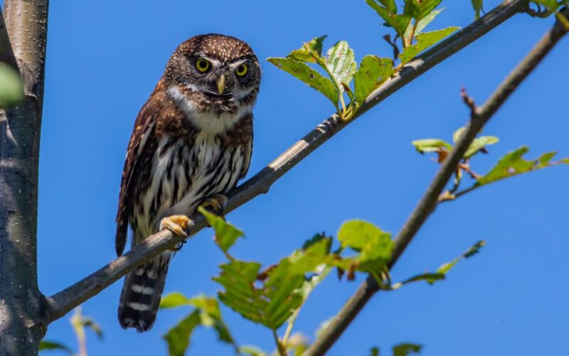Campbell River: Discovery Passage Wildlife Zodiac Boat Tour - Key Points