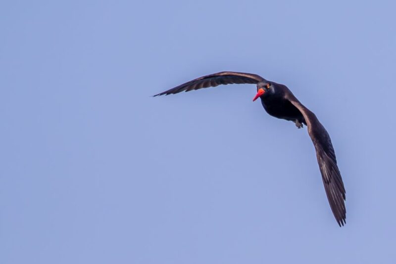 Campbell River: Discovery Passage Wildlife Zodiac Boat Tour - Wildlife Encounter