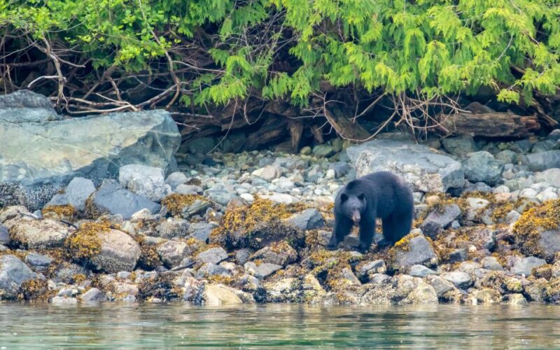Campbell River: Discovery Passage Wildlife Zodiac Boat Tour - Educational Experience