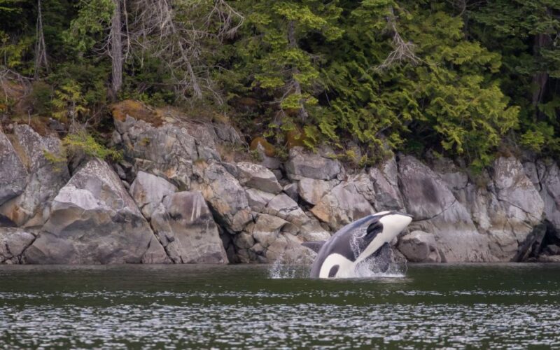 Campbell River: Discovery Passage Wildlife Zodiac Boat Tour - Frequently Asked Questions
