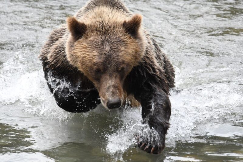 Campbell River: Grizzly Bear-Watching Tour With Lunch - Tour Inclusions