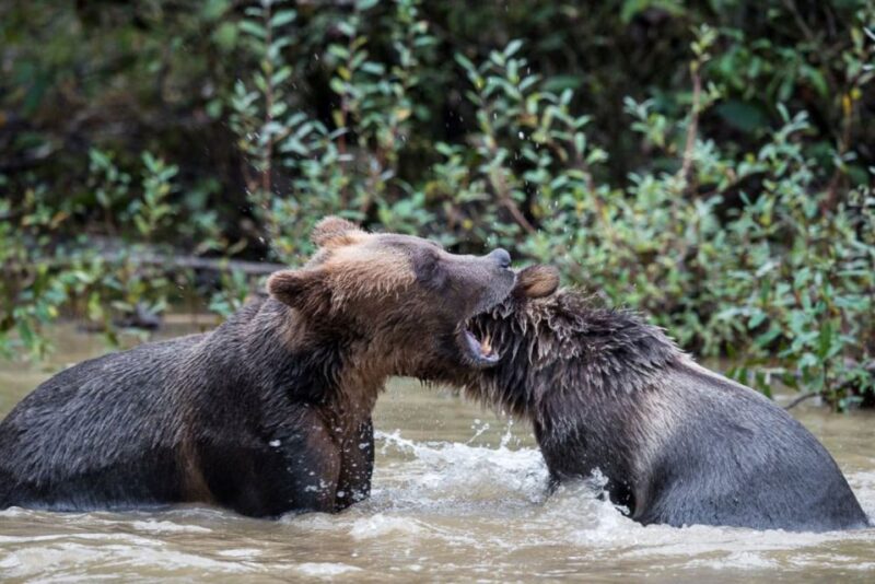 Campbell River: Grizzly Bear-Watching Tour With Lunch - Participant Guidelines