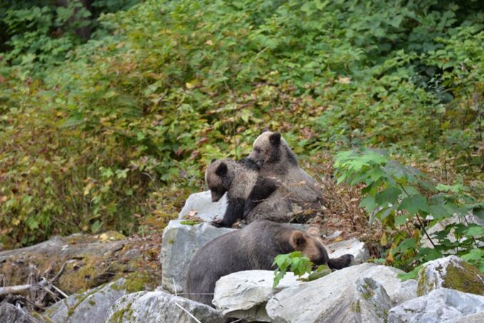 Campbell River: Grizzly Bear-Watching Tour With Lunch - Customer Feedback